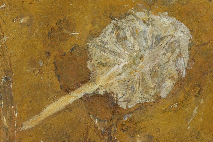 Paleocene Fossil Cone (Parataxodium) - North Dakota #156264